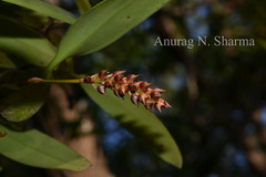 Bulbophyllum neilgherrense